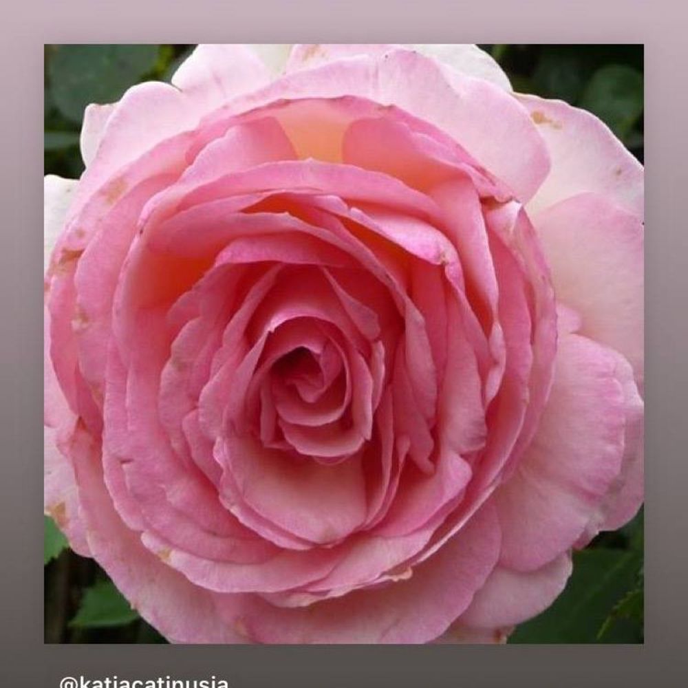 Meet your Posher, Aura